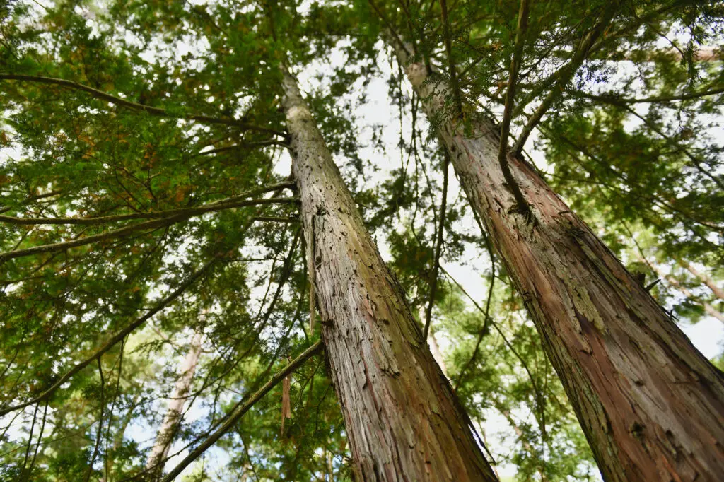 香りの良い樹木といえば？それぞれの効能や匂いの特徴を徹底解説