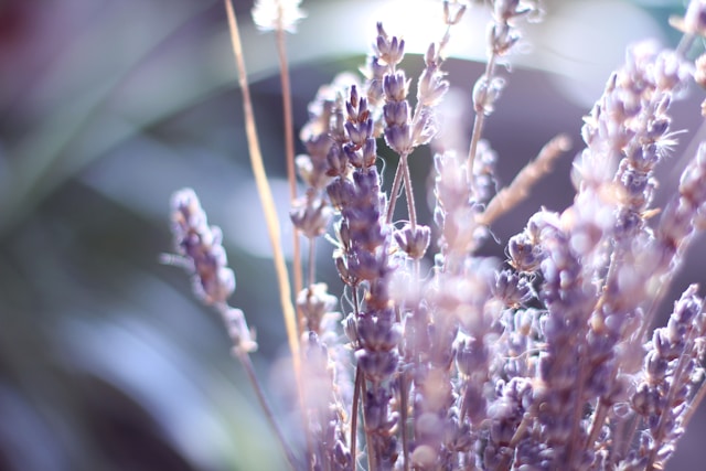 ラベンダーの花
